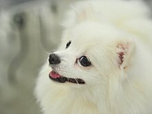 Умерла собака, у которой подозревали коронавирус