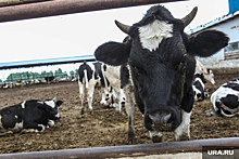 Россельхознадзор выявил в Тюменской области факты забоя коров, больных лейкозом
