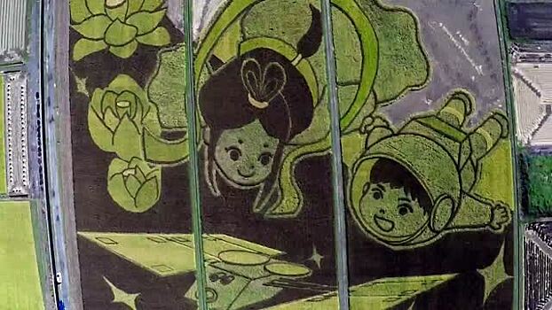 Дрон снял рисовое поле, попавшее в Книгу рекордов Гиннесса