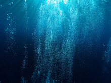 Что произойдет в случае вымирания всей жизни в океане