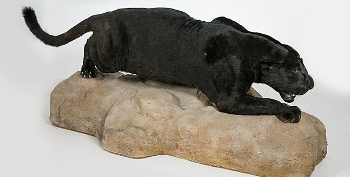 Чучело черного ягуара создали таксидермисты в Дарвиновском музее