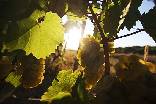 Виноделы Франции опасаются худшего с 1945 года урожая