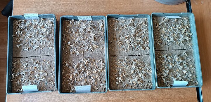 В Арзгирском районе Ставрополья на качество урожая повлияли дожди