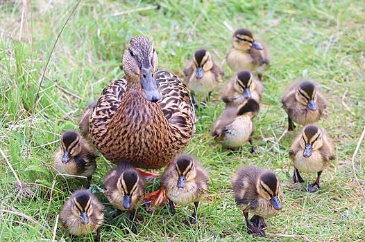 Утка или селезень - как отличить