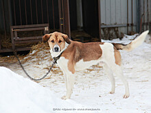 Собака, искусавшая до смерти хозяйку в Кстовском районе, болела бешенством