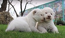 В сафари-парке в Крыму родились белые львы