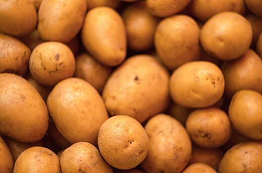 Кировским аграриям субсидируют покупку оригинальных семян картофеля