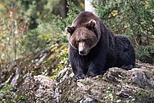 Жители Ямала получат наборы для отпугивания медведей
