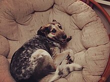 Собака Мила из приюта «Супер Собака» обрела новую семью