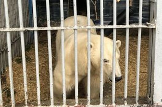 В пермском зоопарке медведица Милка готовится стать мамой