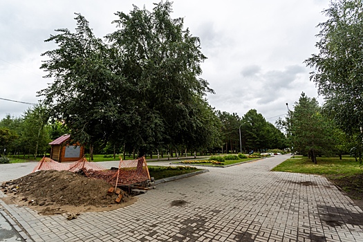 Директора «Горзеленхоза» осудили за упавшее дерево на ребенка в Новосибирске