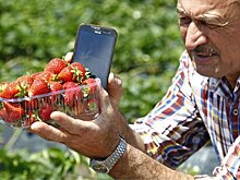 Калининградская область сравнялась по сбору ягод и фруктов с югом страны