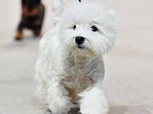 Кинолог рассказал о новогодних играх для собак