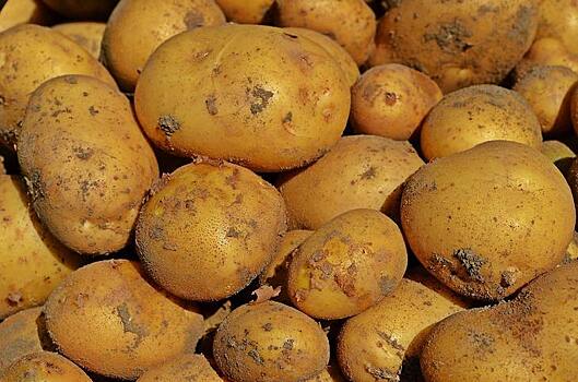 Доступ египетского картофеля на российский рынок в 2021 году может увеличиться на 3 зоны