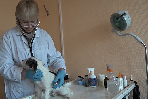 В Химках стартовала ежегодная вакцинация домашних животных