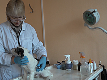 В Химках стартовала ежегодная вакцинация домашних животных