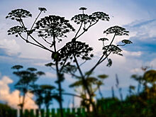 Назван способ уничтожения борщевика