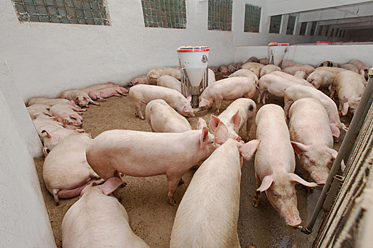 На площадке крупнейшего в РФ производителя свинины обнаружили АЧС
