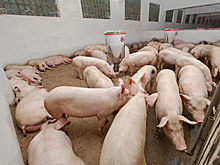 На площадке крупнейшего в РФ производителя свинины обнаружили АЧС