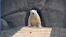 Московский зоопарк показал играющего в снегу медведя Диксона