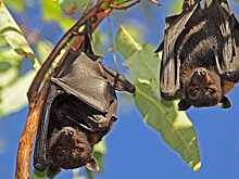 Гендиректор Московского зоопарка Акулова развеяла мифы о летучих мышах