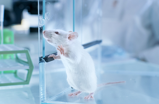 Японские ученые научились стирать память лабораторных мышей