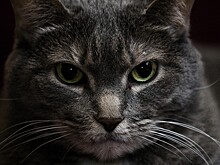 Как успокоить кошку – лайфхаки для разных ситуаций