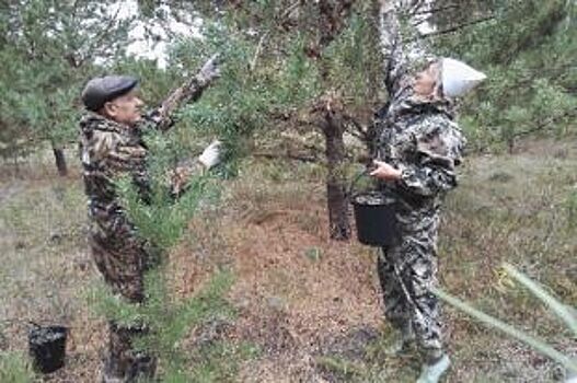 Лесоводы Омской области собрали 120 кг сосновых шишек для посева
