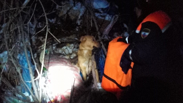 Аткарские спасатели достали собаку со дна оврага