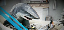В Геленджике распродажа: можно купить акулу всего за 2 млн