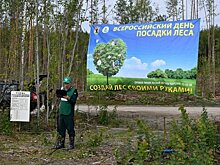 Карелия присоединилась к всероссийской акции «Сохраним лес»