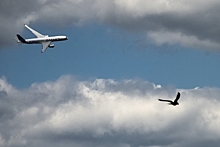 Летевший в Анапу самолет в аэропорт вернулся из-за птицы