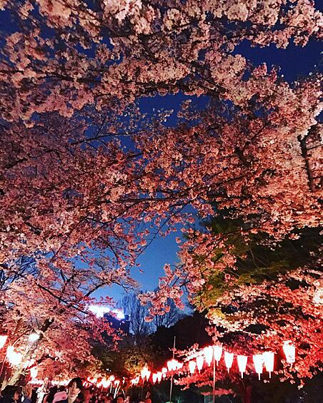Началось цветение сакуры, а это значит, что в Японии стартовал ежегодный Japan cherry blossom - фестиваль любования этими красивыми цветами.