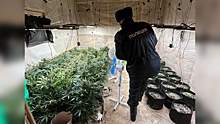 В Ленобласти полицейские уличили жителя города Тихвина в выращивании конопли и сбыте марихуаны
