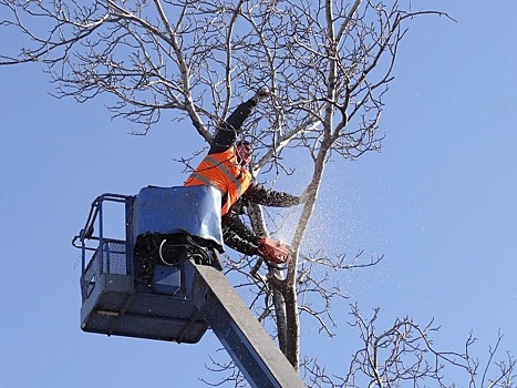 На Верхоянской вывезли обрубки деревьев по просьбе жителей