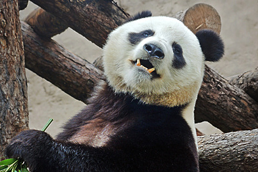 Панд из Московского зоопарка поздравили с китайским Новым годом