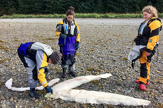 На Аляске нашли останки неизвестного существа