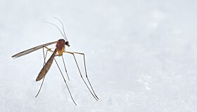 Врач назвал четыре признака укуса заразного комара