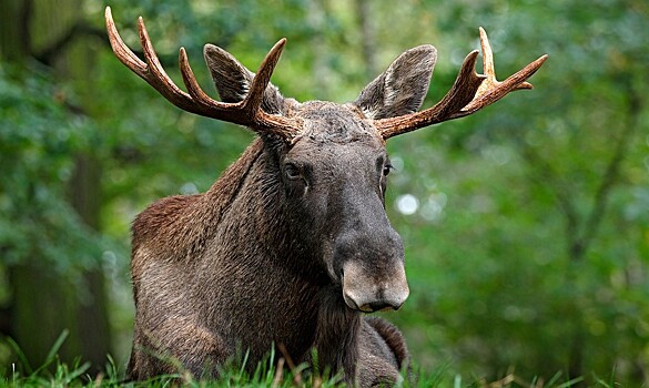 Жители столицы стали чаще замечать в городе лосей