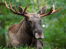 Жители столицы стали чаще замечать в городе лосей