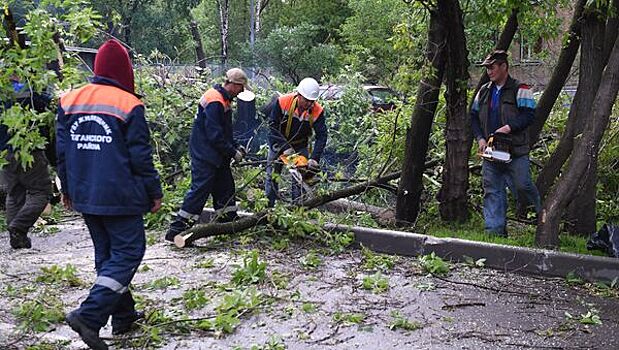 Сильный ветер в Москве повалил 33 дерева