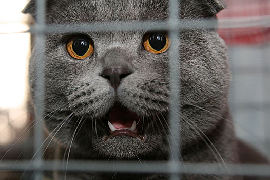 Московские зоозащитники обнаружили замурованных живьём кошек