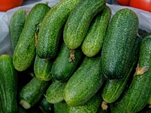 В Волгоградской области отметили рост объема переработки сельхозпродукции