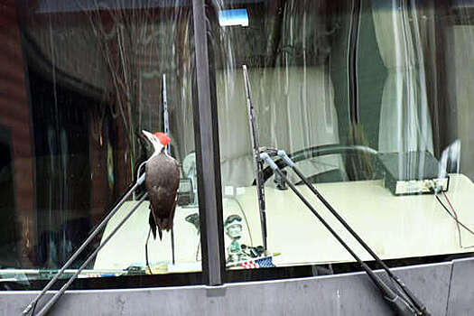 UPI: в США дятел поселился на улице и портит людям автомобили