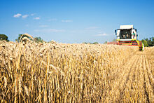 Какие страны в мире выращивают больше всего пшеницы