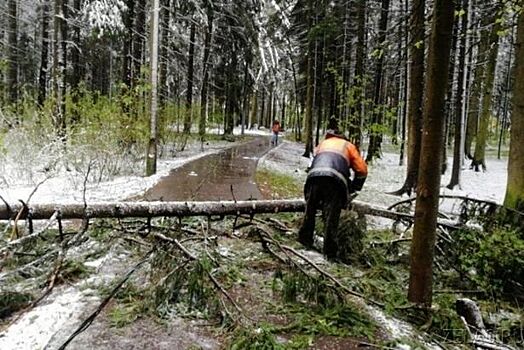 В ЗелАО повалено порядка 500 деревьев и повреждено 142 машины из-за снегопада с сильным ветром