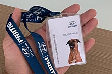 Бездомная собака получила работу в автосалоне Hyundai