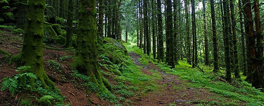 На оснащение камчатской лесоохраны направлено более 25 млн рублей