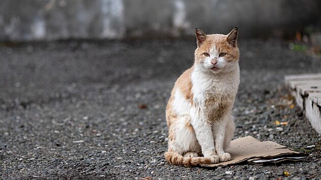 Стало известно число бездомных кошек в Москве