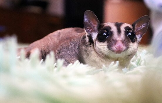 Зверек размером с ладошку: в московской квартире поселился сахарный поссум